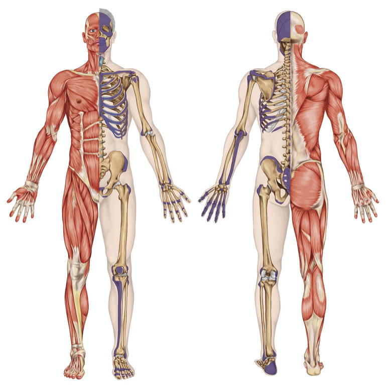 Articulo Sistema Musculoesquelético